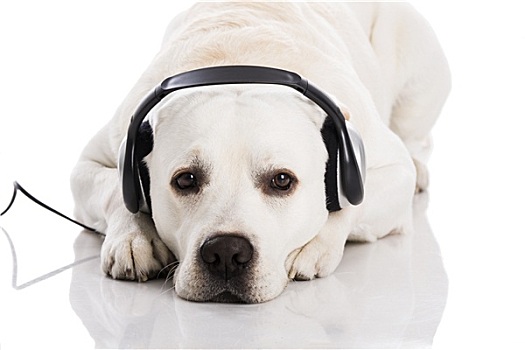 狗,音乐