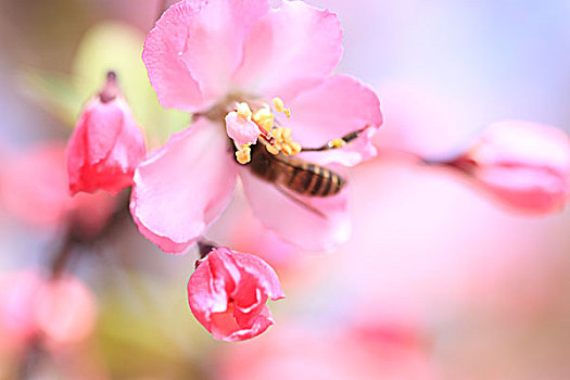花朵上的蜜蜂特写