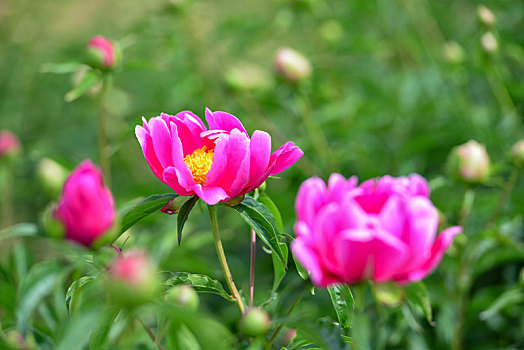 芍药花开,娇艳柔美