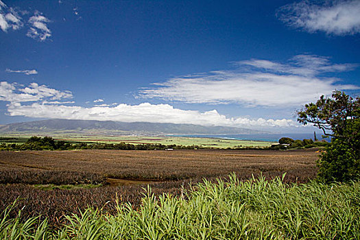 甘蔗,菠萝,土地,斜坡,哈雷阿卡拉火山,靠近,俯视,北岸,毛伊岛