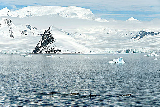 逆戟鲸,鲸,山峰,背景,海峡,欺骗岛,南极半岛