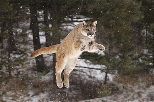 跳跃,美洲狮,冬天,蒙大拿,美国
