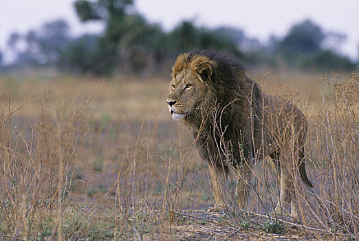 博茨瓦纳,奥卡万戈三角洲,雄性,狮子
