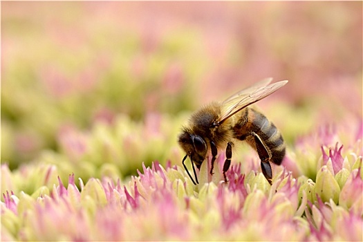 蜜蜂,进食,景天属植物,花