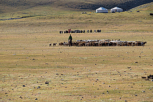 亚洲,西部,蒙古,靠近,省,区域,遥远,小,交通工具,进入,只有,牧人,放牧,牦牛,山羊,田园,动物,使用