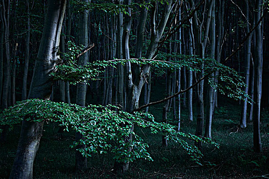 暗色,树林,夜晚