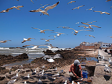 渔民,清洁,抓住,围绕,海鸥,海滩,苏维拉,摩洛哥