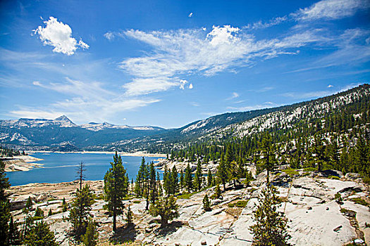 俯拍,树,湖,高,国家公园,加利福尼亚,美国