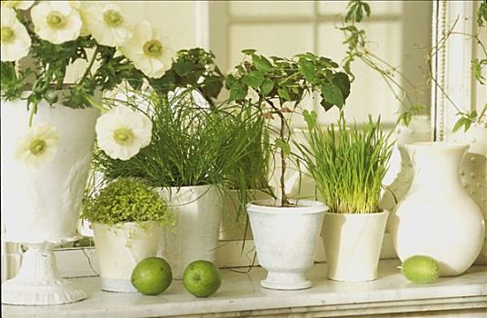 盆栽植物,白花,正面,镜子