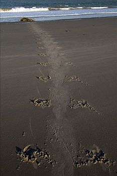 灰海豹,左边,海滩,赫尔戈兰岛,岛屿,北海,下萨克森,德国,欧洲
