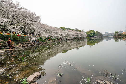 湖南森林植物园樱花湖美景