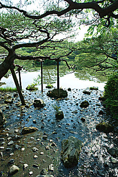 日本,松树,水塘