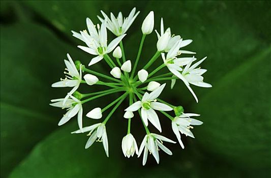 野蒜,葱属植物,花,春天,草药,欧洲