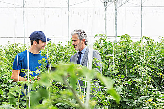 业主,工作,交谈,番茄植物,温室