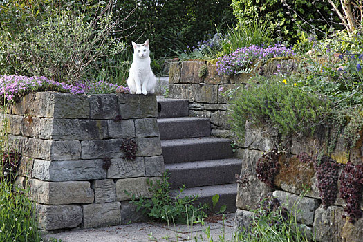 石墙,楼梯,猫