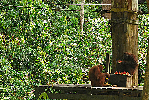 malaysia,borneo,sepilok,orangutan,eating,watermelon