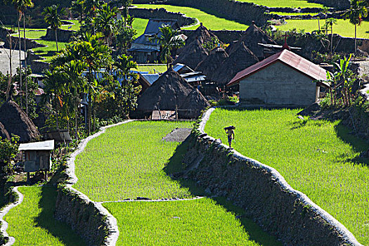 巴纳韦,稻米梯田,吕宋岛,菲律宾