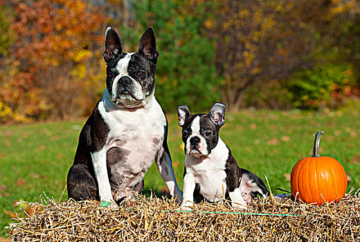 波士顿犬,狗,母亲,小动物,干草包,南瓜