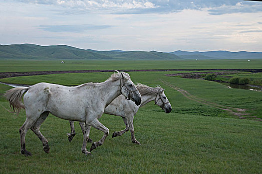 内蒙古呼伦贝尔,中国第一曲水,莫尔格勒河畔金帐汗蒙古部落草原的马群