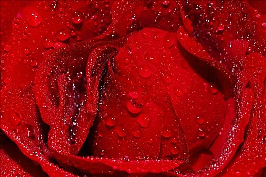玫瑰,水滴