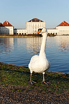 疣鼻天鹅,天鹅,正面,城堡,慕尼黑,上巴伐利亚,巴伐利亚,德国,欧洲