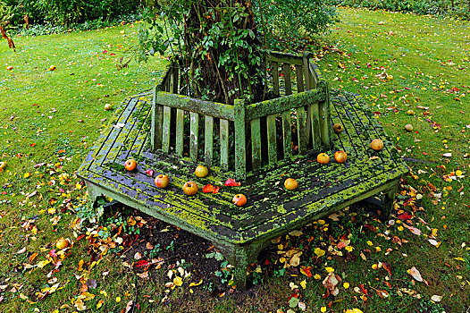 苔藓密布,六边形,长椅,苹果树,秋天,梅克伦堡前波莫瑞州,德国,欧洲