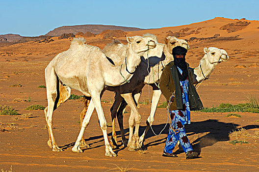 柏柏尔人,游牧,单峰骆驼,背影,家,草场,撒哈拉沙漠,利比亚,北非,非洲