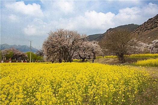 油菜花海桃花谷