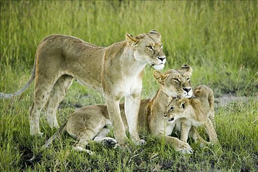 狮子,家族,肯尼亚,非洲