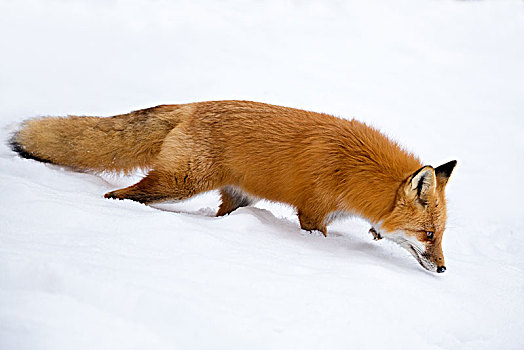 红狐,狐属,嗅,雪中,阿尔冈金省立公园,安大略省,加拿大,北美