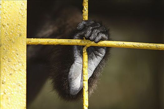 长臂猿,动物园,印度尼西亚
