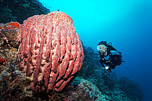 潜水,大堡礁,昆士兰,太平洋,澳大利亚,大洋洲