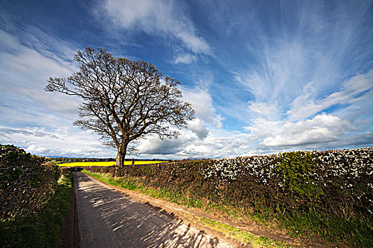 树篱,乡村道路,约克郡,英格兰