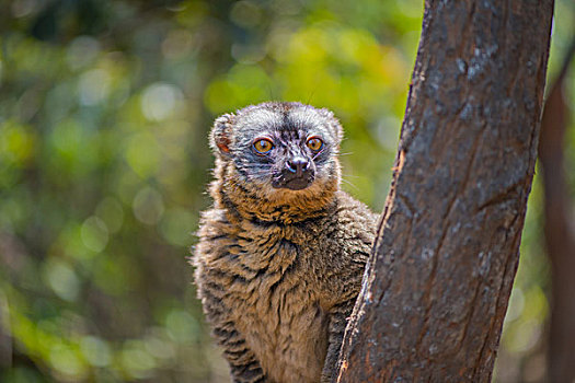 madagascarlemur马达加斯加狐猴在树上