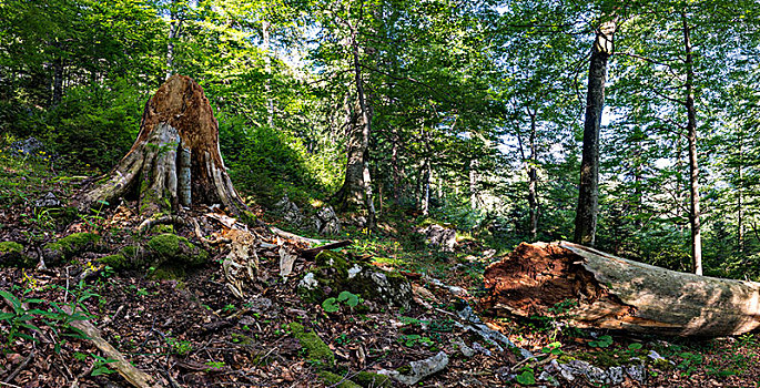 枯木,原始,树林,国家公园,上奥地利州,奥地利,欧洲