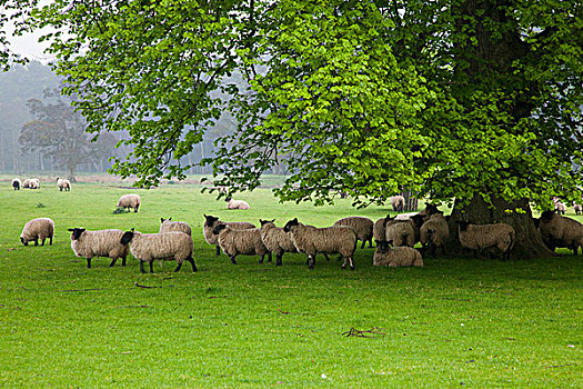 绵羊,放牧,草地,诺森伯兰郡,英格兰