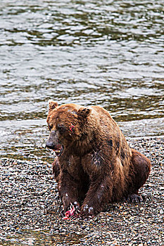大灰熊,吃,三文鱼,溪流,秋天,卡特麦国家公园,保存,西南方,阿拉斯加,美国