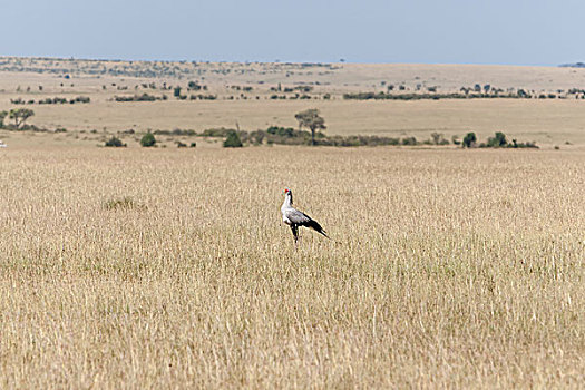 蛇鹫,大草原,肯尼亚,非洲
