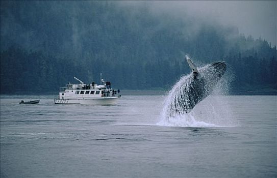驼背鲸,大翅鲸属,鲸鱼,鲸跃,靠近,观鲸,船,东南阿拉斯加