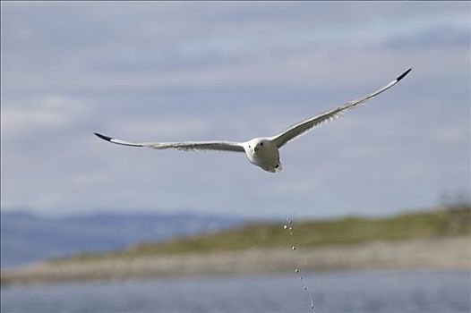 飞,黑脚三趾鸥,挪威