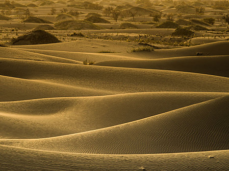 沙漠,形态
