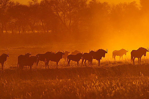 牧群,蓝色,角马,剪影,日落,区域,纳米比亚,非洲