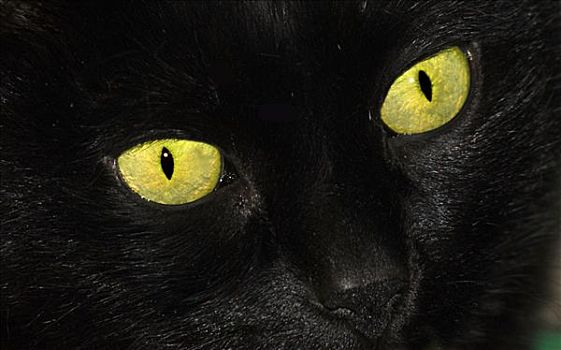 眼睛,黑猫