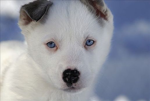 蓝眼睛,白色,哈士奇犬,幼仔