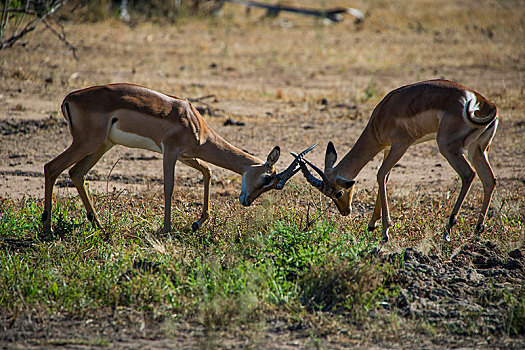 两个,黑斑羚,争斗,国家公园,马拉维,非洲