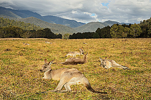 大灰袋鼠,哥斯高国家公园,新南威尔士,澳大利亚