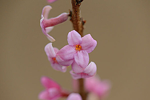 瑞香属植物,花