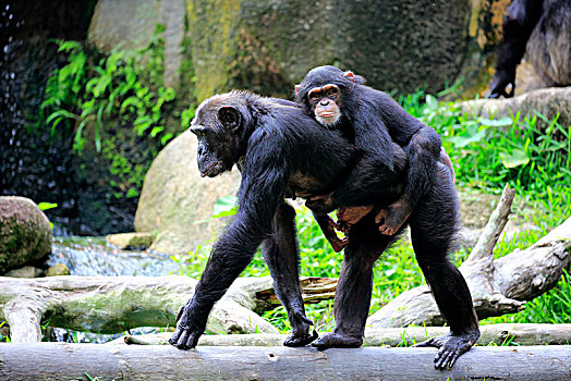黑猩猩,鹪鹩,成年,后代,小动物,背影,交际,行为,俘获,中间,非洲