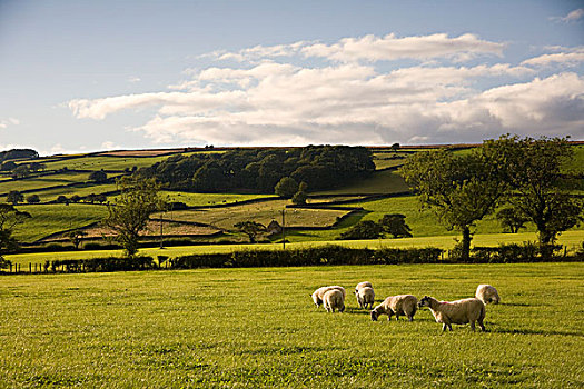 绵羊,土地,约克郡,英格兰