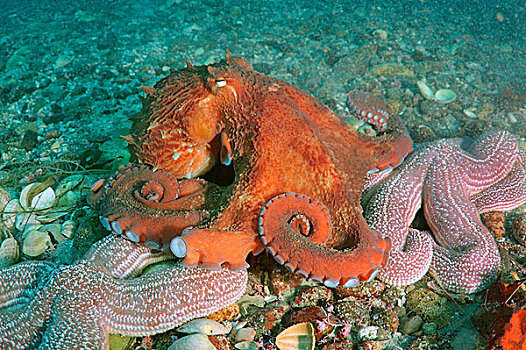 巨型太平洋章鱼,北方,太平洋大章鱼,日本海,俄罗斯,欧洲